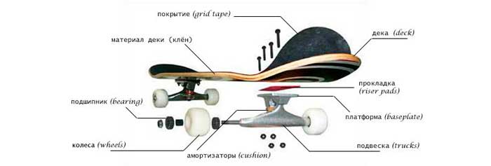 Из чего состоит скейтборд