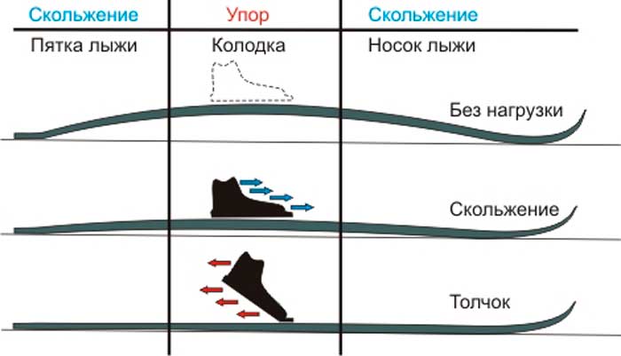 Как выбрать лыжи для взрослых