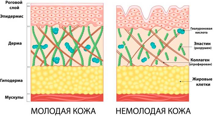 Сравнение старой и молодой кожи